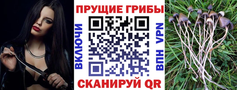 Купить где  Невинномысск  Галлюциногенные грибы MAGIC MUSHROOMS 